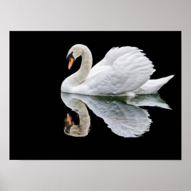 White swan on black background  poster (Front)