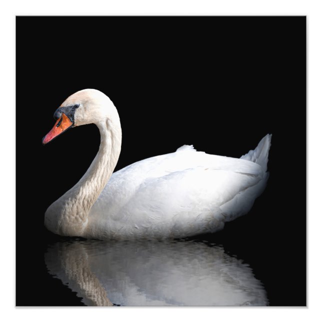 White swan on black photo print (Front)