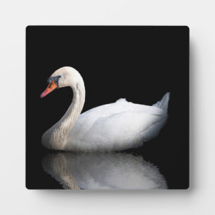 White swan on black plaque
