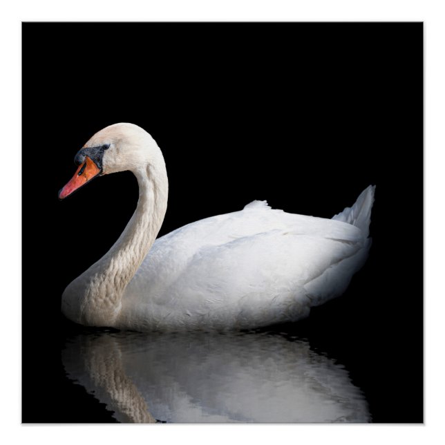 White swan on black poster (Front)