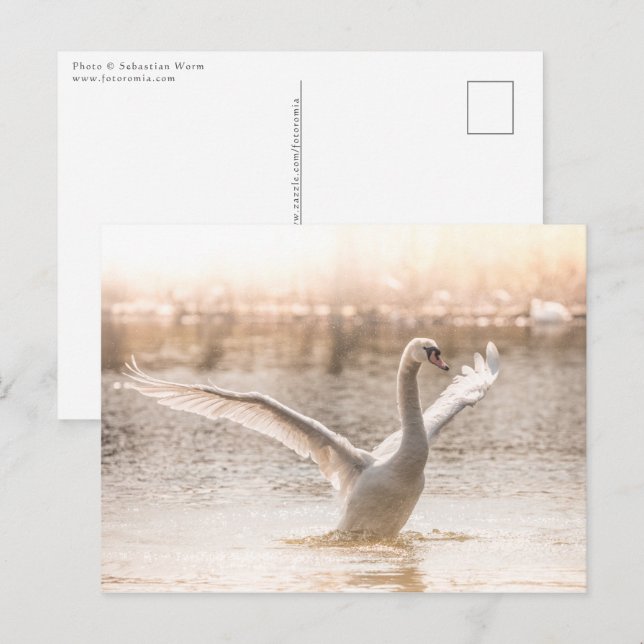 White Swan on Lake Nature Photo Postcard (Front/Back)