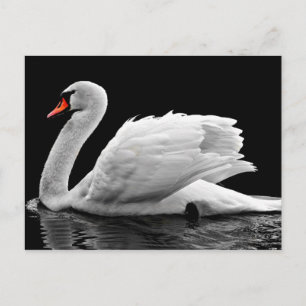 White Swan on Lake Postcard