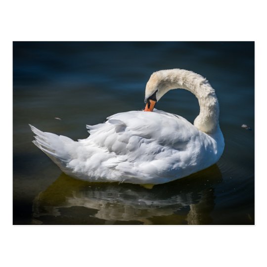 White swan postcard