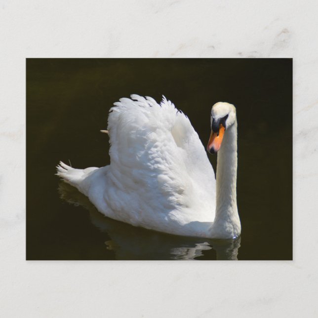 White swan postcard (Front)