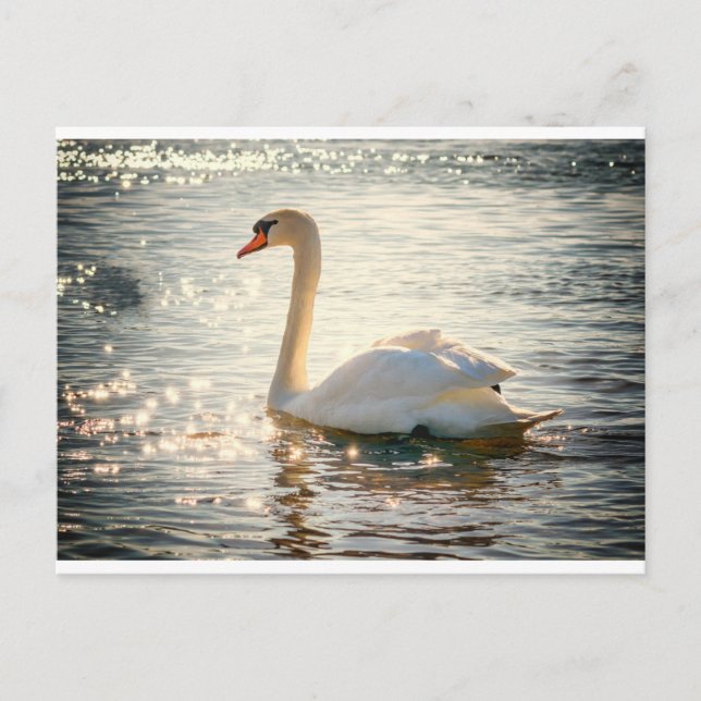 White Swan Postcard (Front)
