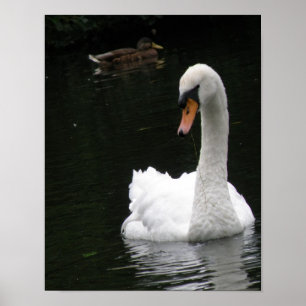 White Swan Poster