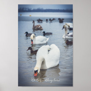 White swan poster