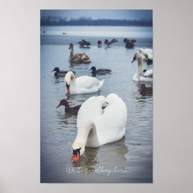 White swan  poster (Front)