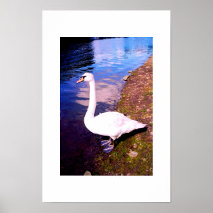 White swan poster