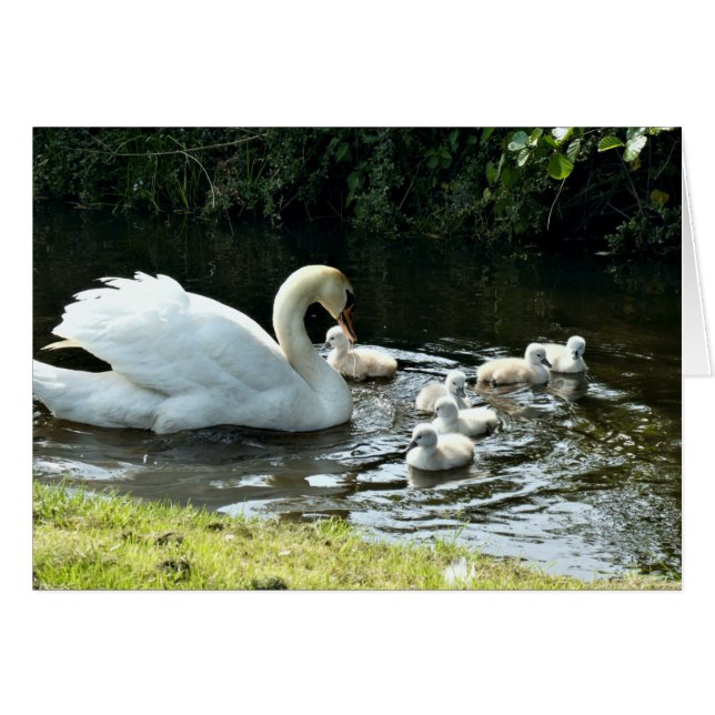 White Swan with Chicks (Front Horizontal)