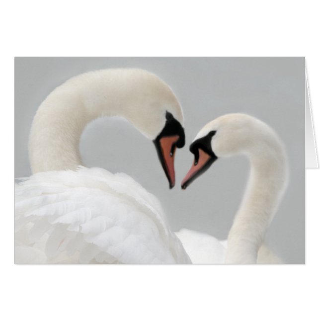 White Swans Card (Front Horizontal)