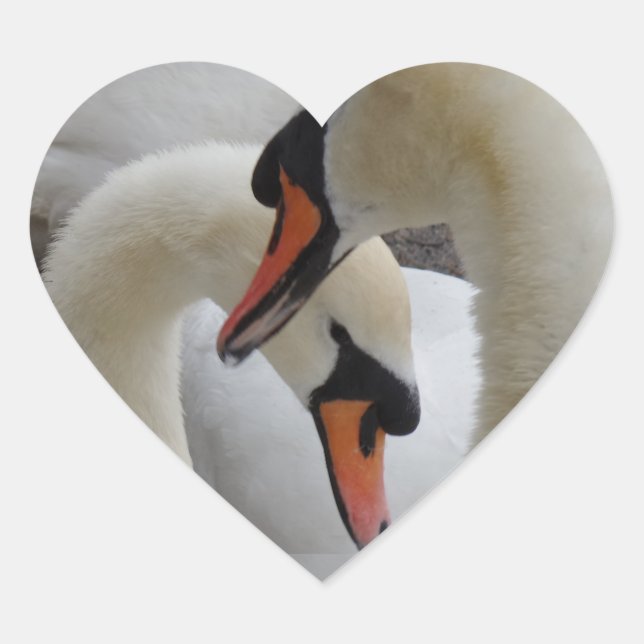White Swans Heart Sticker (Front)