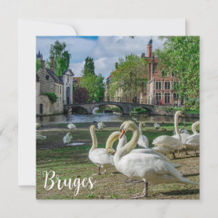 White swans in Bruges