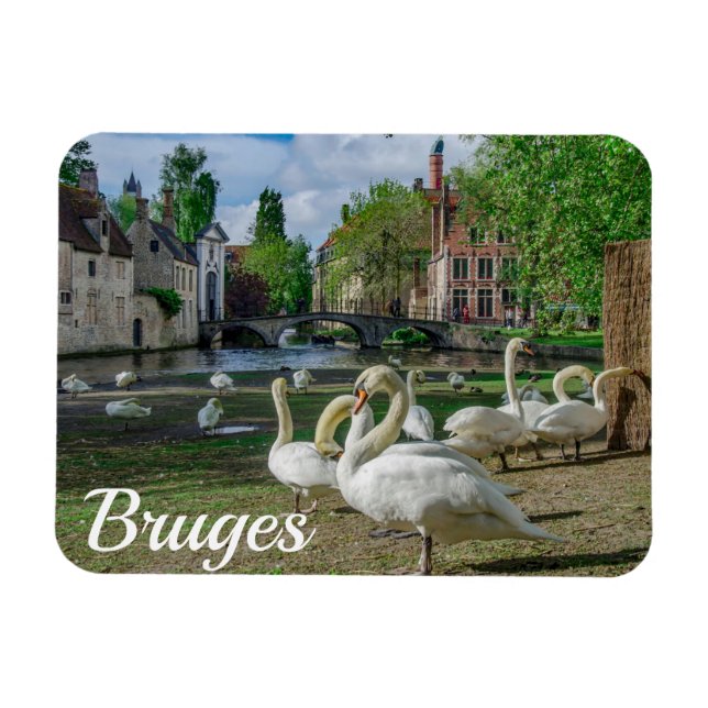 White swans in Bruges downtown Magnet (Horizontal)
