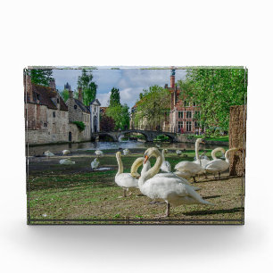 White swans in Bruges downtown Photo Block