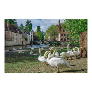 White swans in Bruges downtown Photo Print