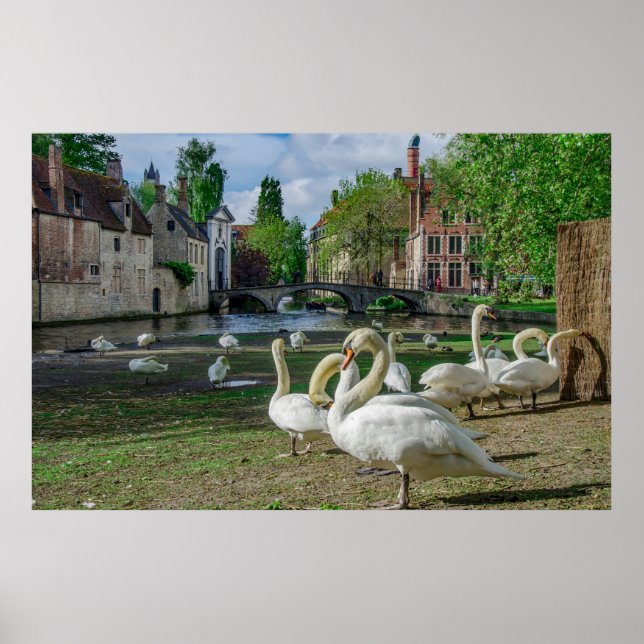 White swans in Bruges downtown Poster (Front)