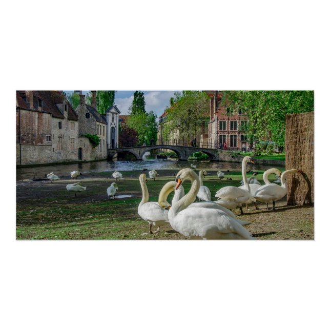 White swans in Bruges Poster (Front)
