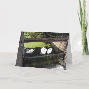 White Swans on the Weir Card