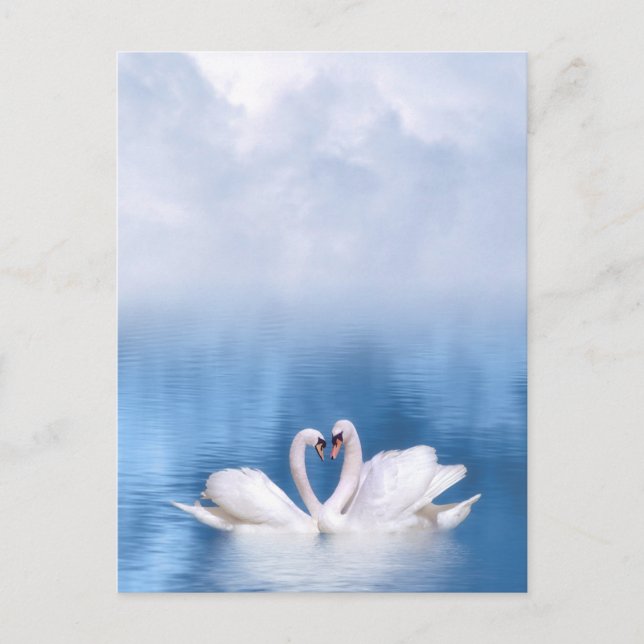White Swans Postcard (Front)