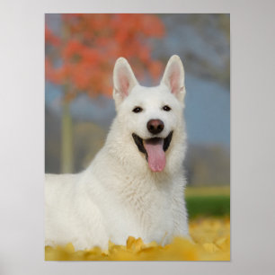 White Swiss Shepherd Dog Photo, Cute Furry Friend Poster
