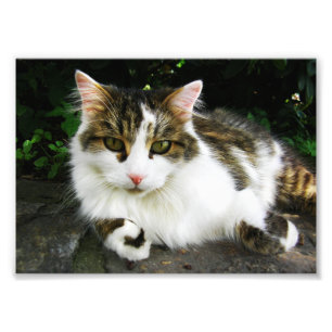 White Tabby Photo Print