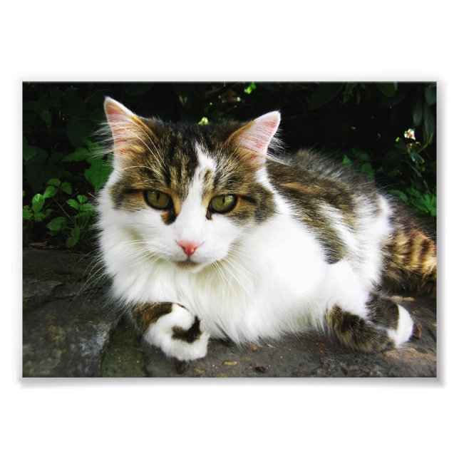 White Tabby Photo Print (Front)