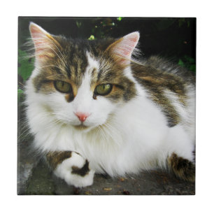 White Tabby Tile