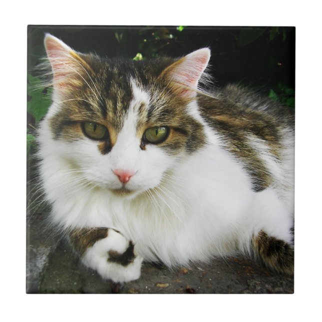 White Tabby Tile (Front)