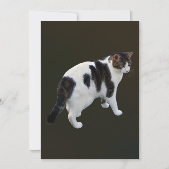 White Tabby With Dark Patches (Front)