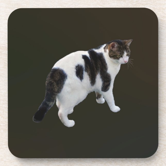 White Tabby With Dark Patches Coaster (Front)