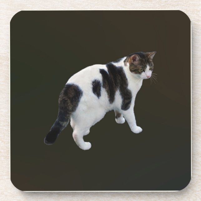 White Tabby With Dark Patches Coaster (Front)
