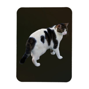 White Tabby With Dark Patches Magnet