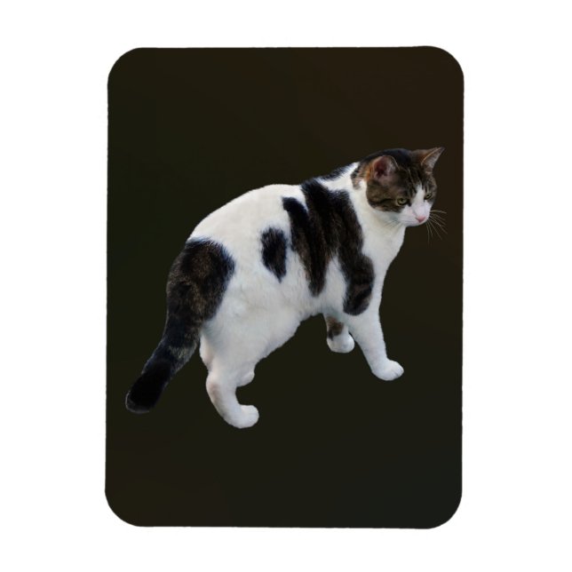 White Tabby With Dark Patches Magnet (Vertical)