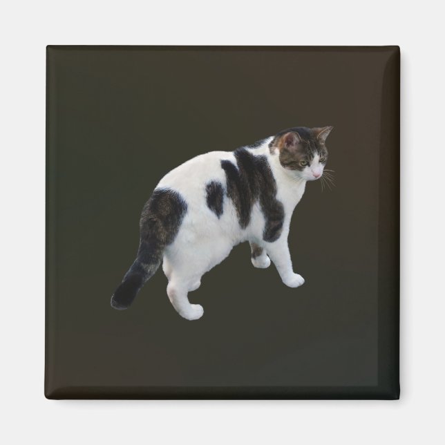 White Tabby With Dark Patches Magnet (Front)