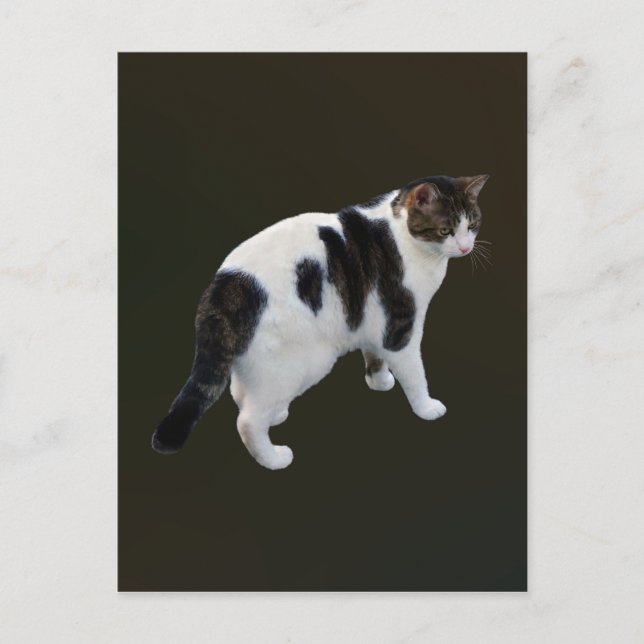 White Tabby With Dark Patches Postcard (Front)