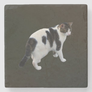 White Tabby With Dark Patches Stone Coaster