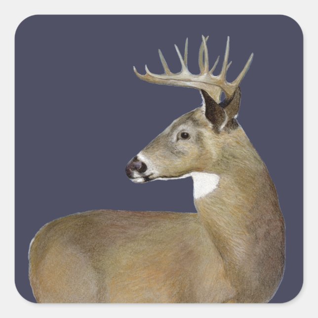 White Tail Buck Square Sticker (Front)