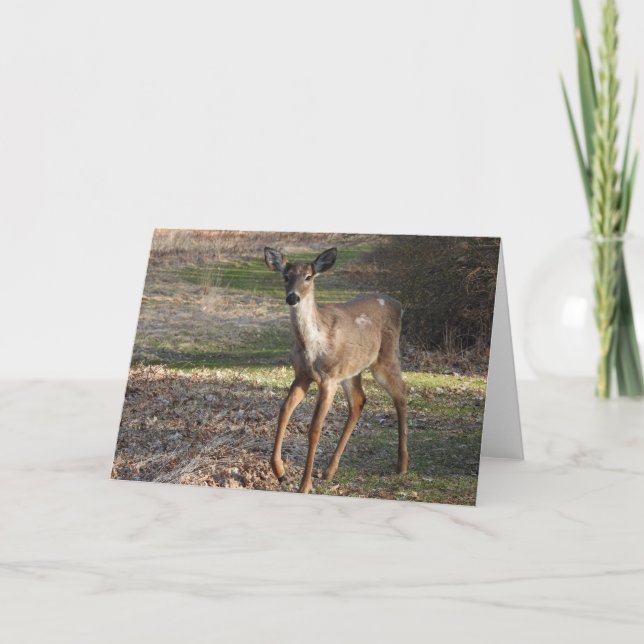 White Tail Deer *blank* Card (Front)