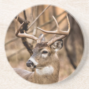 White Tail Deer Buck Coaster