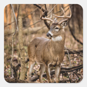 White Tail Deer Buck Square Sticker