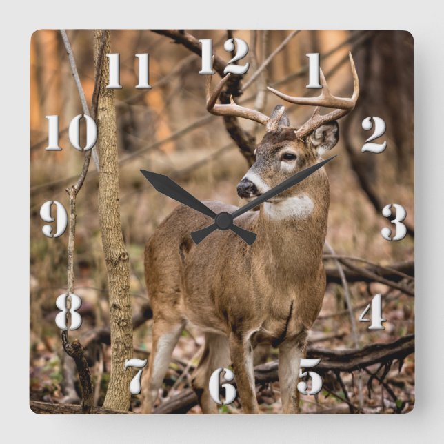 White Tail Deer Buck Square Wall Clock (Front)