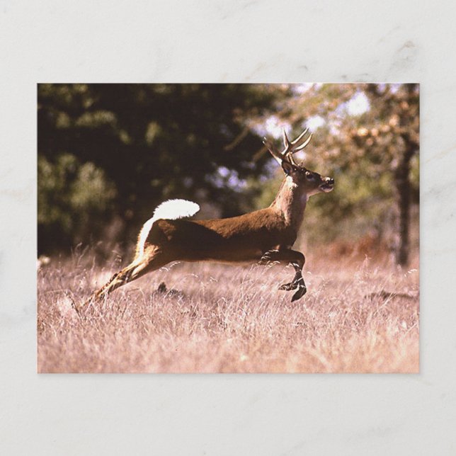 White-Tail Deer Running Postcard (Front)