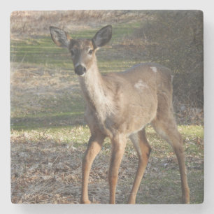 White Tail Deer up close Stone Coaster