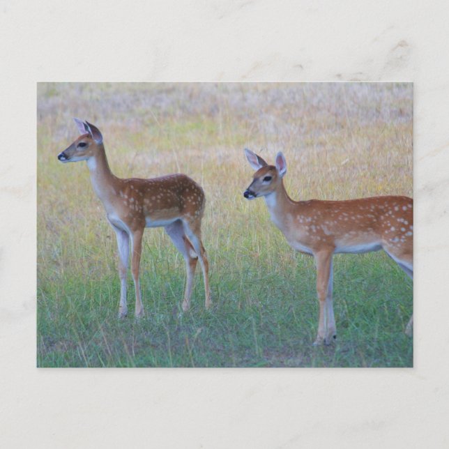 White Tail Fawn Postcard (Front)