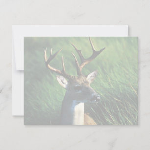 White-tailed Buck