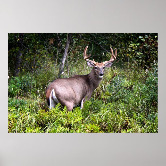 White-Tailed Buck Canvas Poster (Front)