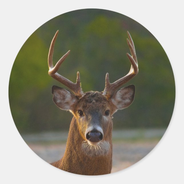 White-tailed Buck Classic Round Sticker (Front)