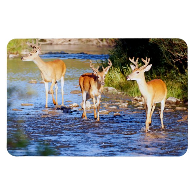 White tailed Buck Deer Magnet (Horizontal)