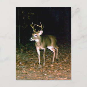 White-tailed Buck Deer Postcard